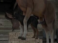 Big horse dick fucking the tight asshole of a dog